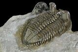 Tower-Eyed, Erbenochile Trilobite From Ou Driss - Top Quality! #130645-5